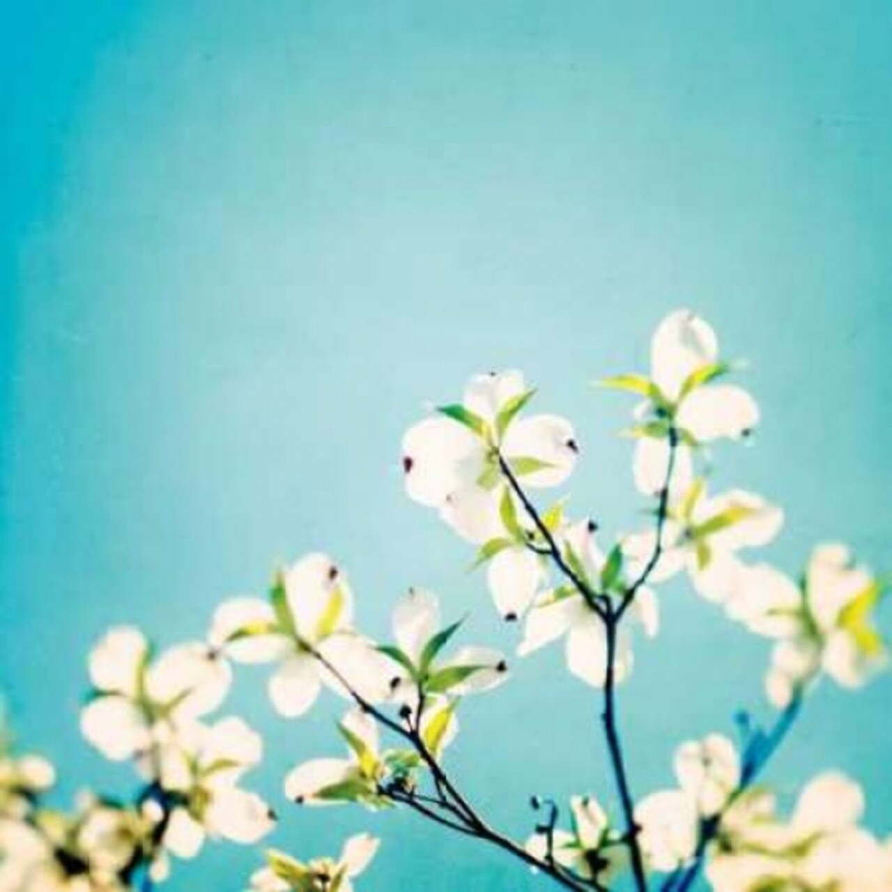 Skies of Blue Poster Print by Carolyn Cochrane - Item # VARPDXC845D